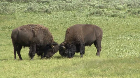 BISON MOCK FIGHT Video stock 27542617