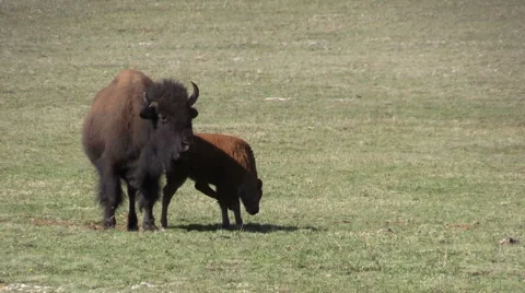 Bison  in Mountain Meadow Vídeos de archivo 64238841