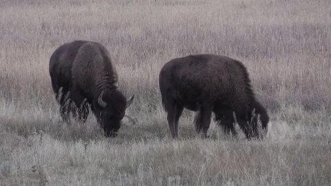 Bison  in Mountain Meadow Vídeos de archivo 80808060