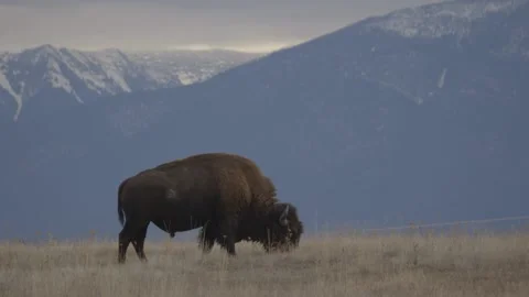 Bison Mountains 2 Stock Footage
