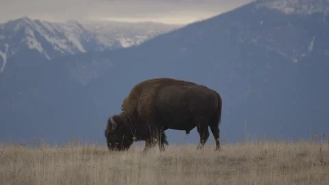 Bison in the Mountains Stock Footage 152499844