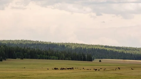 Bison Move Across a Wide Field Video stock 90065511