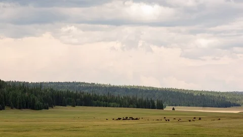 Bison Move Across a Wide Field Video stock 90266489