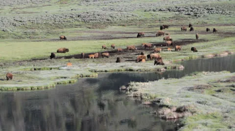 Bison on move Stock Footage 25625373