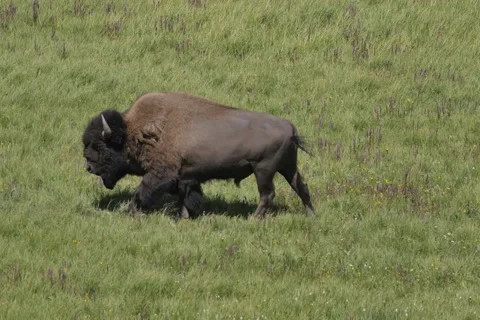 Bison on the Move Stock Footage 150757599