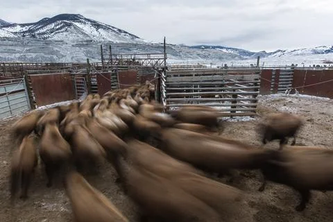 Bison move through the facility at Stephens Creek Stock Photos