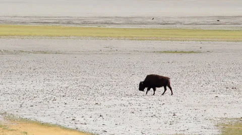 Bison moves across dirt 스톡 동영상 32424764