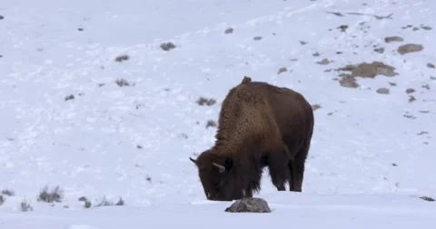 A Bison Moves Snow with its Head to Forage on Grass 스톡 동영상 240035860