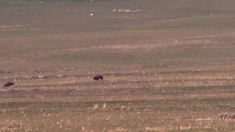 Bison moving across the grassy planes foraging for food Stock Footage 74855579