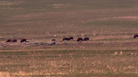Bison moving across the grassy planes foraging for food Stock Footage 74855581