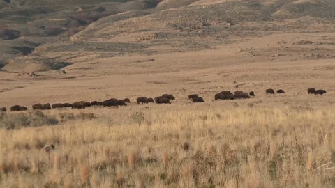 Bison moving across the grassy planes foraging for food Stock Footage 74858521
