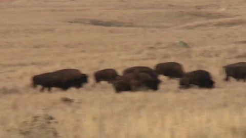 Bison moving across the grassy planes foraging for food Stock Footage 74858629