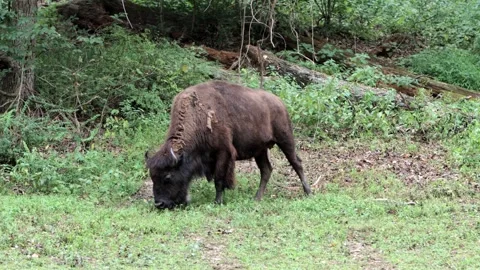 Bison Munching Grass - 4K Video stock 250019604