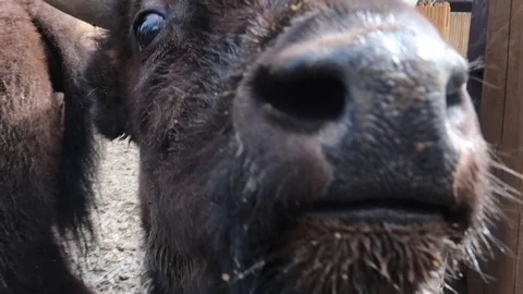 Bison muzzle close-up, big nose close to camera, slow motion 스톡 동영상 109502786