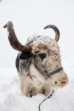 Bison muzzle in snow close-up, animal standing knee-deep in snow, harness, sharp Stock Photos