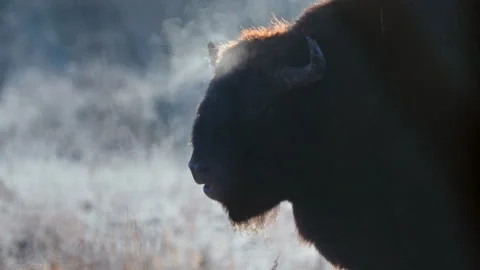 Bison in natural habitat on a cold day, its breath visible in the cold Vídeo Stock 321691909