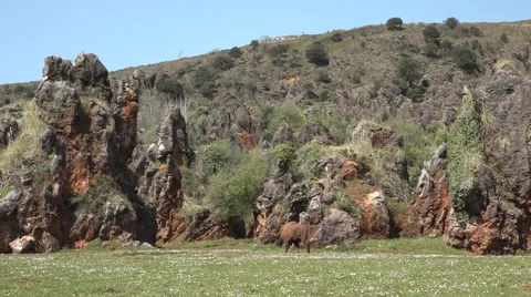Bison in the nature Vídeos de archivo 51861482