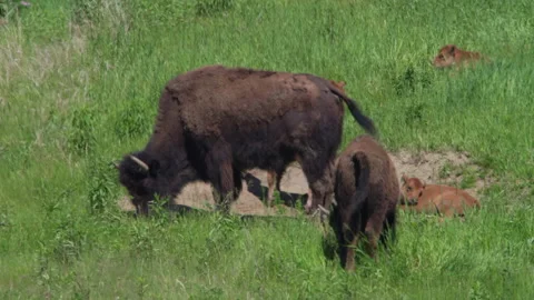 Bison in Northern Canada Stock Footage 209161516