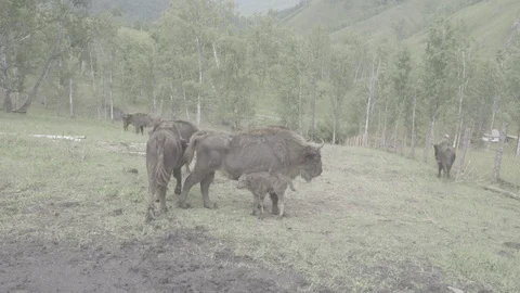 Bison in the nursery Stock Footage 93613707