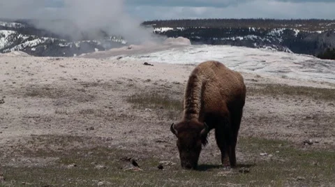 Bison at Old Faithful Stock Footage 7732374