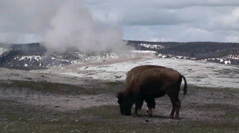 Bison at Old Faithful Vidéo 7732430
