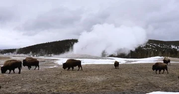 Bison at Old Faithful, Yellowstone National Park Stock Footage