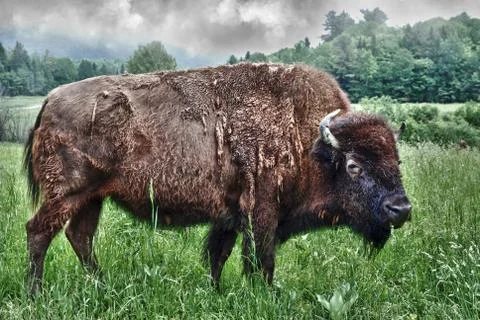 Bison In Open Range Stock Photos