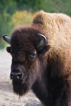 Bison or buffalo Stock Photos