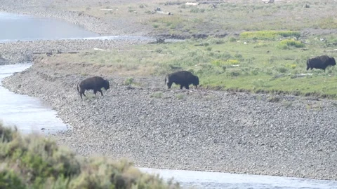 Bison or buffalo walking in single file Video stock 170157336