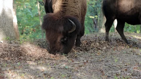 Bison - a pair of bison scrounging for acorns in the forest - 4K Stock-Footage 253494292