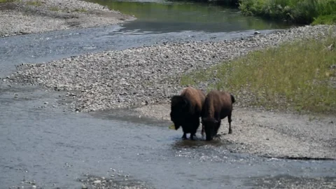 Bison pair drinking from river Video stock 170142114