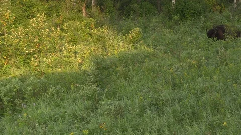 Bison pair emerging from tall brush Stock Footage 119433950