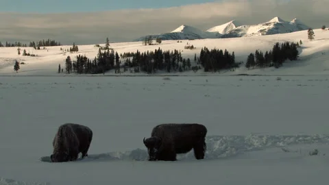 Bison Pair Grazing In Snow Covered Valley At Sunset Stock Footage 130223549