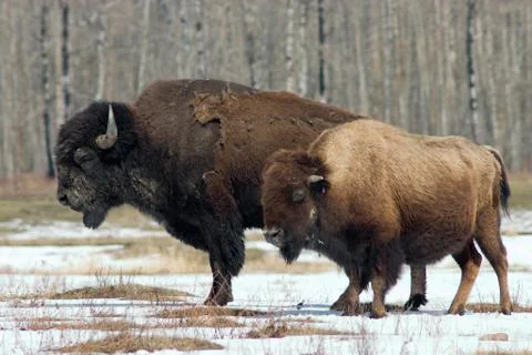 Bison pairb Stock Photos