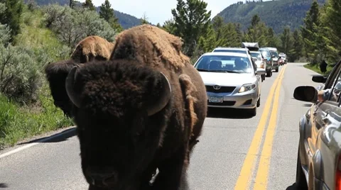 Bison pass traffic blocking road in Yellowstone National Park 스톡 동영상 10578179