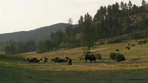 Bison in the Pasture Video stock 11764504