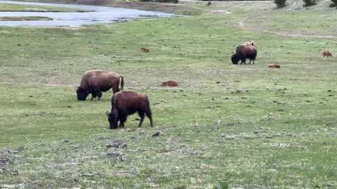 Bison peacefully grazing next to a river in a serene mountain valley Stock Footage 280399522