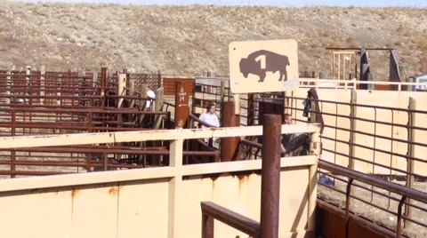 Bison pens Vídeos de archivo 48614606