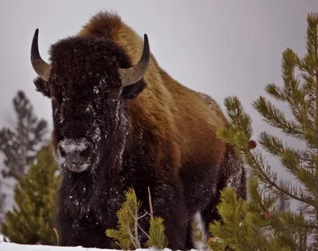 Bison Stock Photos