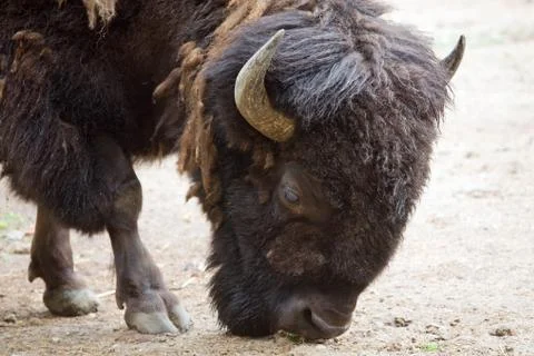 Bison Stock Photos