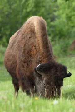 Bison Stock Photos