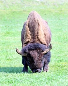 Bison Stock Photos