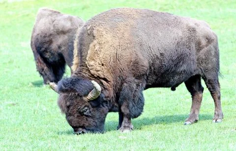 Bison Stock Photos