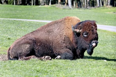 Bison Stock Photos