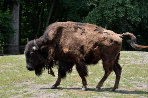 Bison Stock Photos