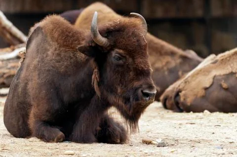 Bison Stock Photos