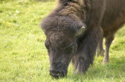 Bison Stock Photos