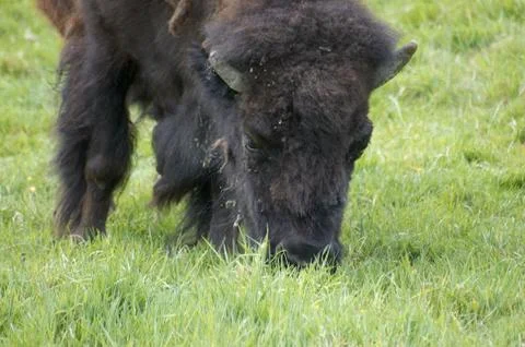 Bison Stock Photos
