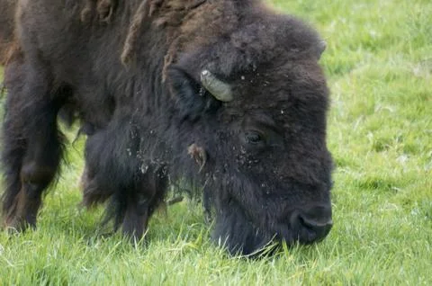 Bison Foto stock
