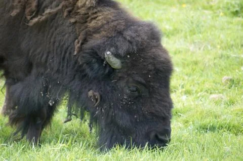 Bison Stock Photos